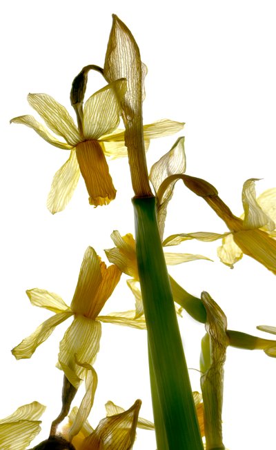 Daffodil Stand by Julia McLemore